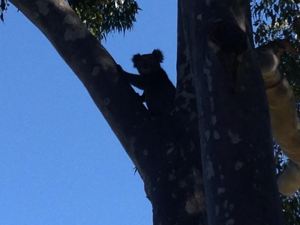 Mallacoota'S Shady Gully Caravan Park מראה חיצוני תמונה