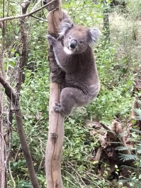 Mallacoota'S Shady Gully Caravan Park מראה חיצוני תמונה