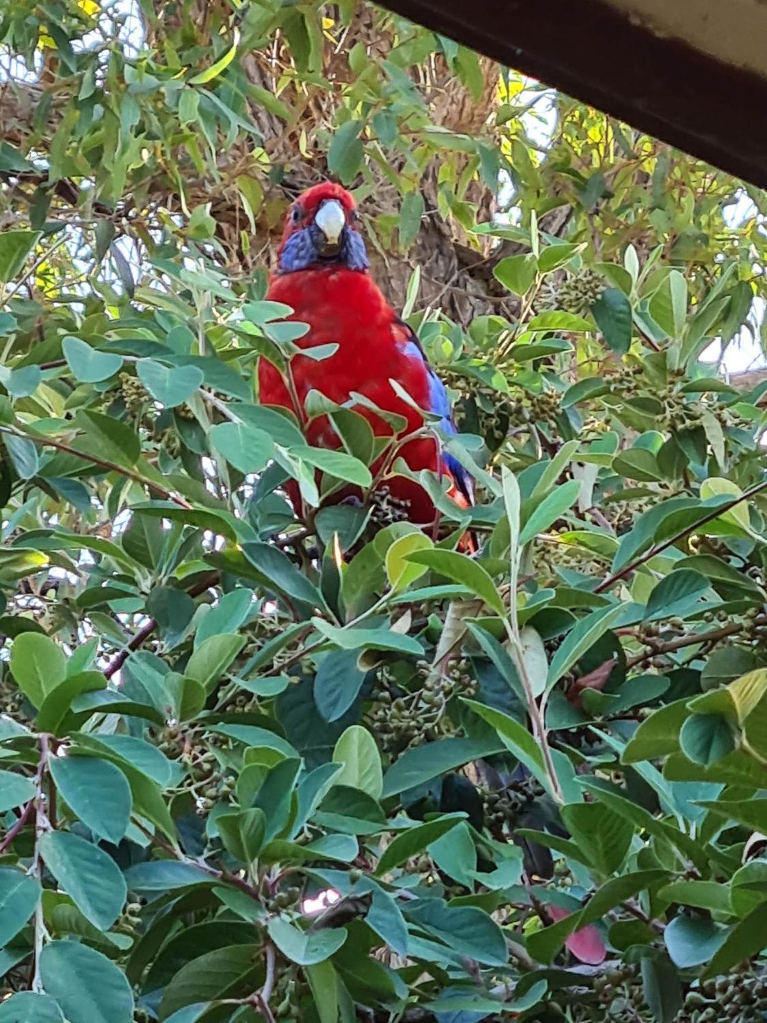 Mallacoota'S Shady Gully Caravan Park מראה חיצוני תמונה