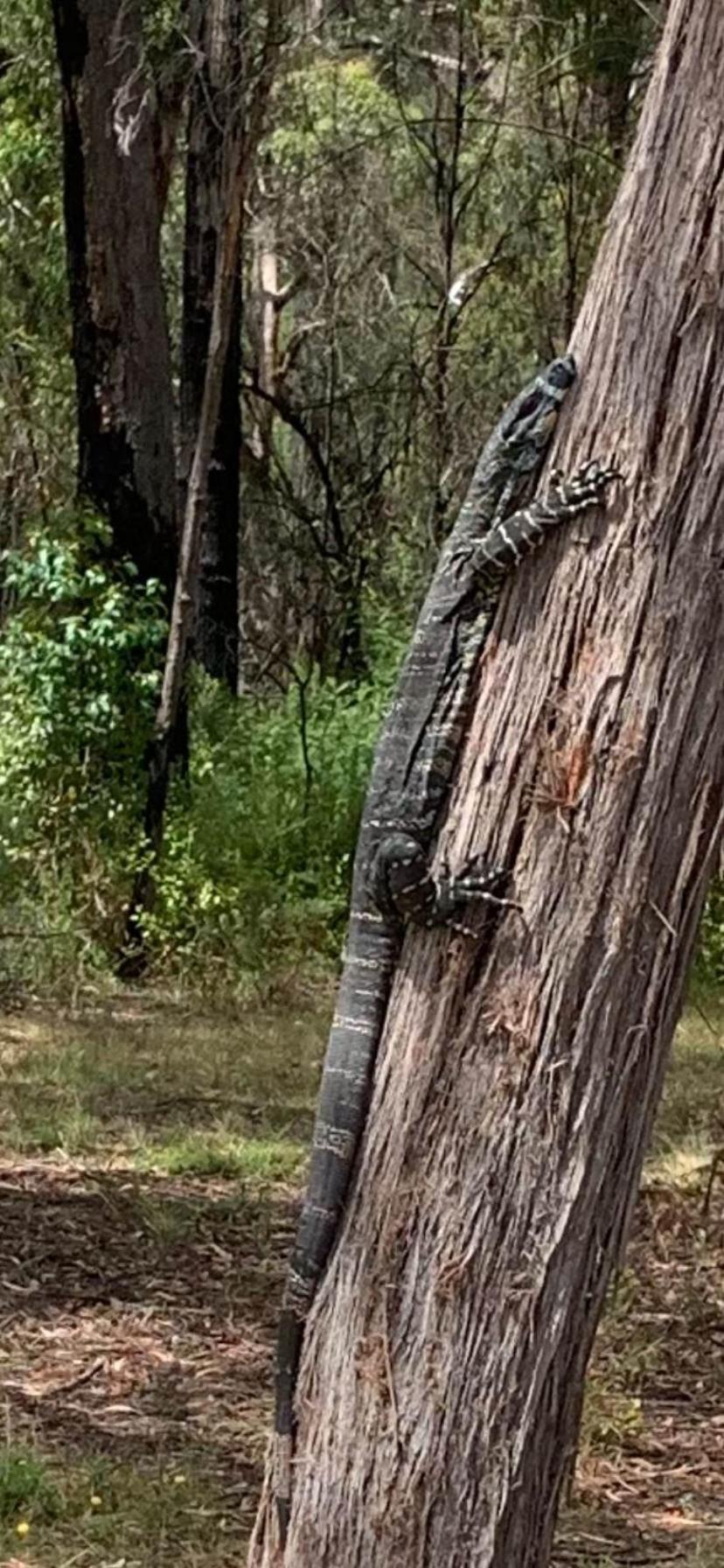 Mallacoota'S Shady Gully Caravan Park מראה חיצוני תמונה