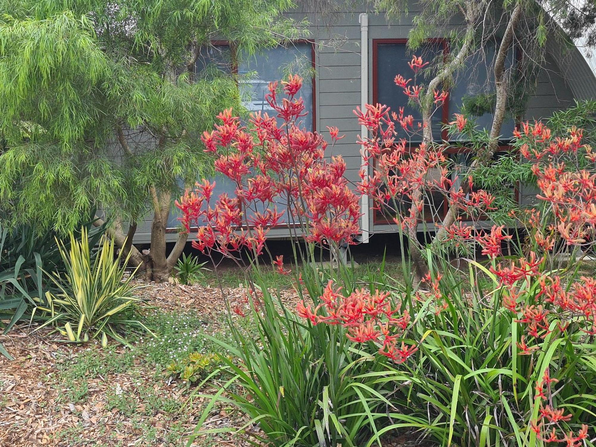 Mallacoota'S Shady Gully Caravan Park מראה חיצוני תמונה