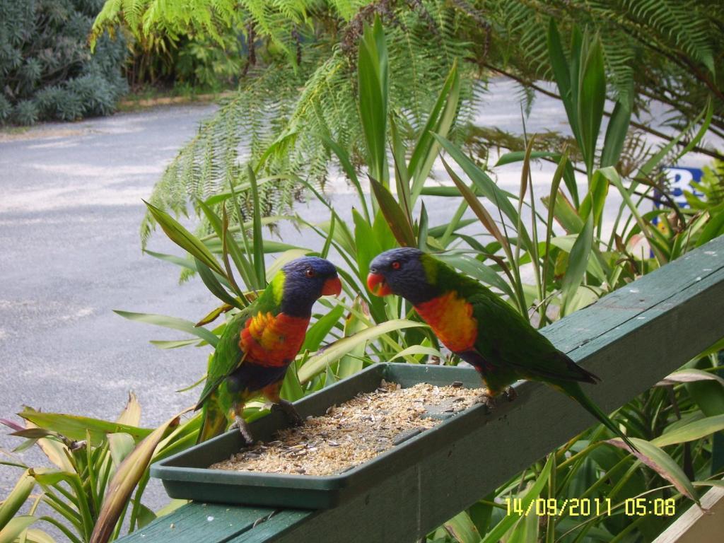 Mallacoota'S Shady Gully Caravan Park מראה חיצוני תמונה