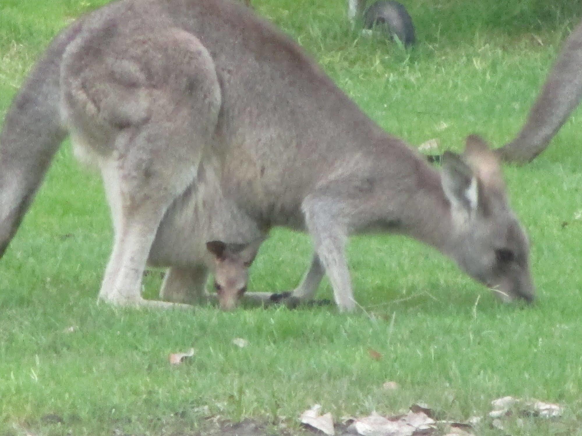 Mallacoota'S Shady Gully Caravan Park מראה חיצוני תמונה